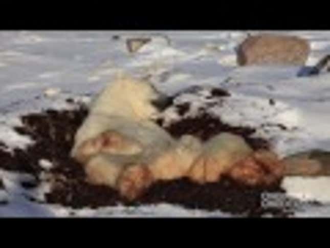 Lazy Polar Bear Is Chillin' Out, Maxin,' Relaxin' All Cool