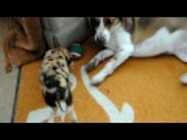 Beagle and Piglet Are Adorable Frenemies