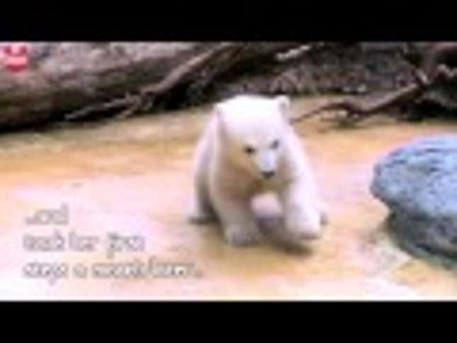 Your Morning Coo: Baby Polar Bear Is Germany's Fuzziest Celebrity