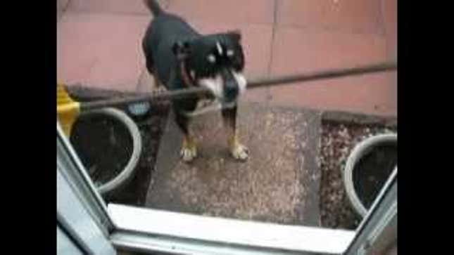Adorable Dog Won't Give Up on His Dreams of Fitting Through a Door with a Broom in his Mouth