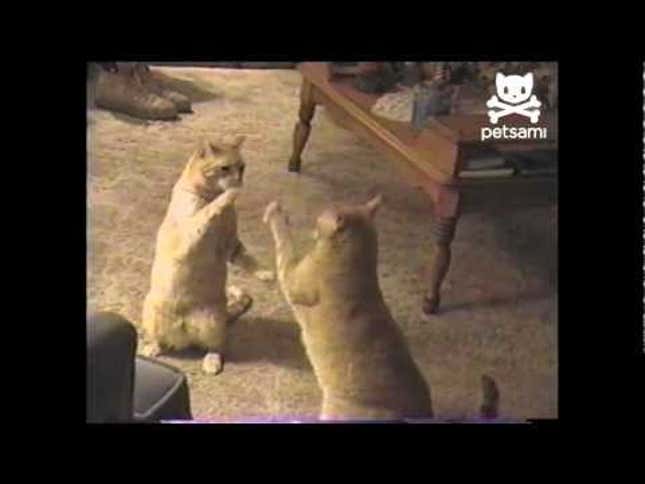 Cats Perfect Their Mime Routine