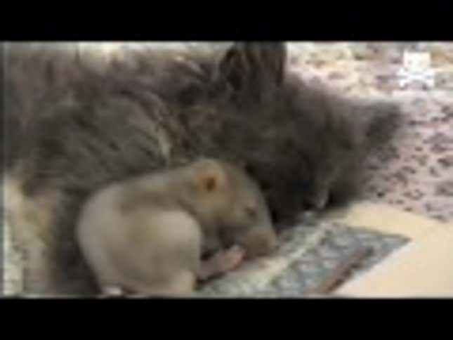 Tom & Jerry Get Along So Much Better IRL