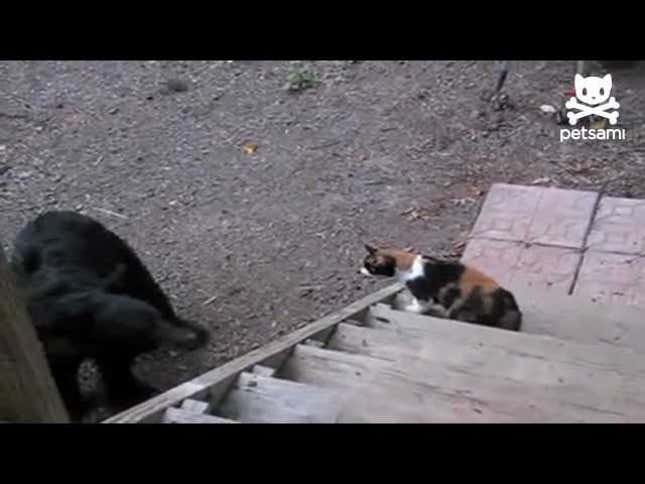 Feisty Cat Earns Its Keep by Fending Off Bears