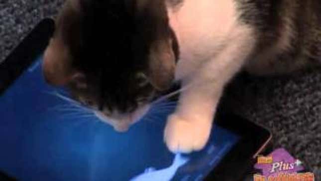 No, Your Cat Doesn't Need an iPad