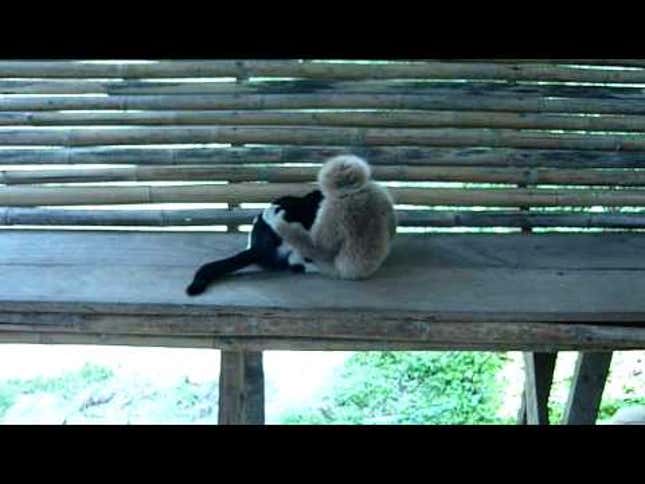 Sunday Shiver: Isn’t Anyone Worried About How Smart Monkeys Are?