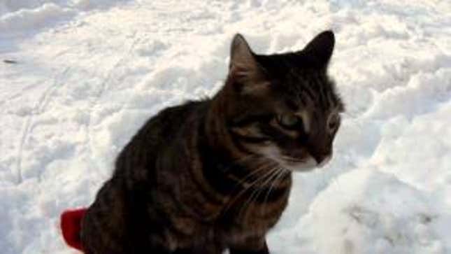 Extremely Lucky Cat Gets Pulled Around in a Tiny Sleigh