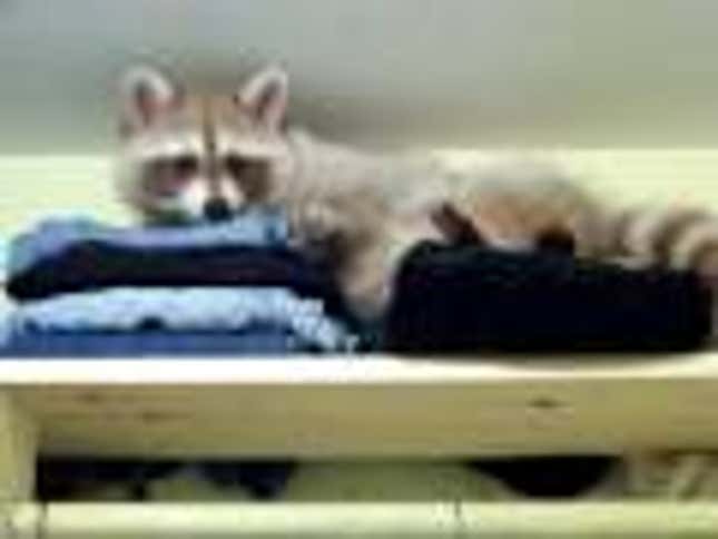 Never Let a Raccoon Into Your Closet, Much Less Your Heart