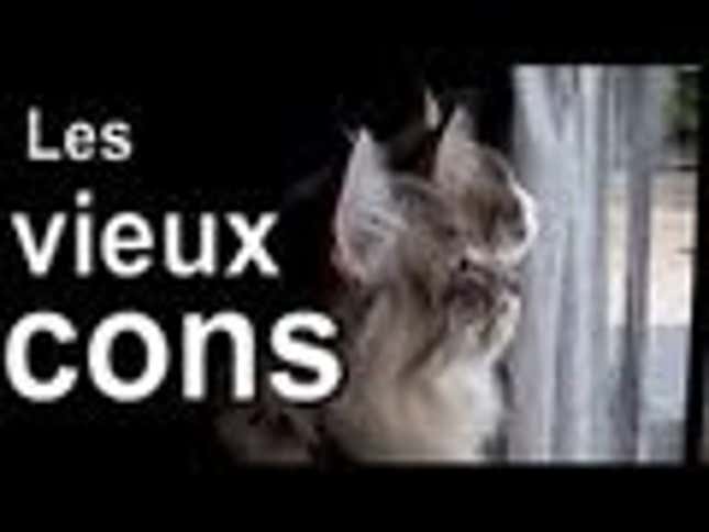 Cats Speaking in French is Le Purrfect Meme