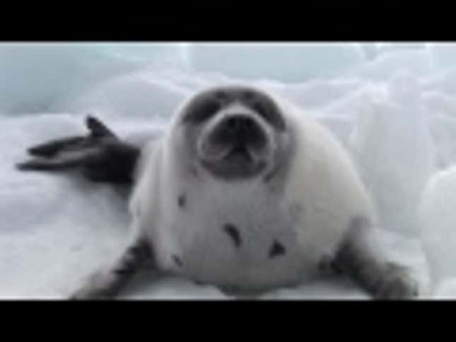 Watch Ke$ha's Sarah McLachlan-esque Plea on Behalf of Baby Seals