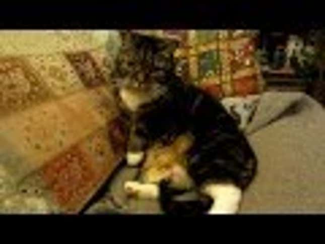 Tiny Baby Chick Hides Itself in the Smartest Place of All Time