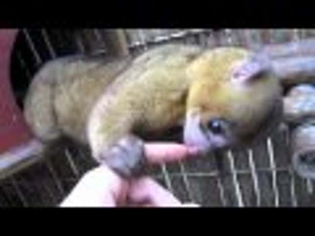 The Night Belongs to Paris Hilton's Kinkajou