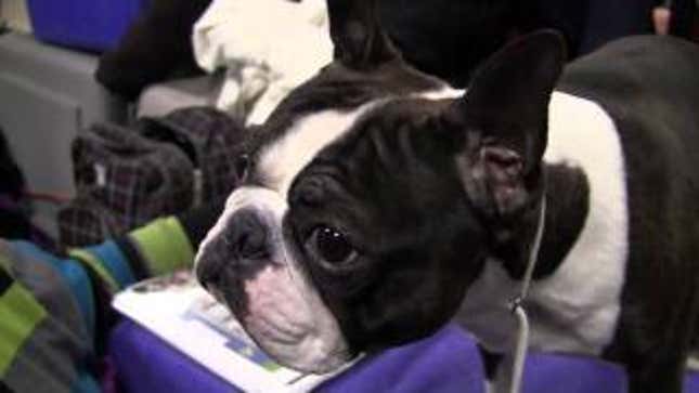 Elegant Updos and Classy Coats at the Westminster Dog Show