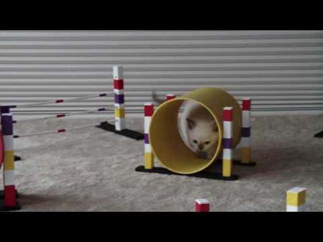 Kitten Agility Training is the Best Agility Training