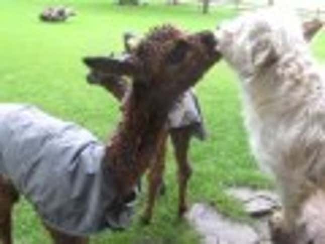 Sunday Night Kiss-Off