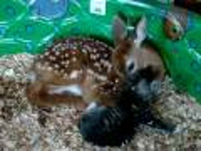 Fawn Cuddles Kitten, Hearts Explode