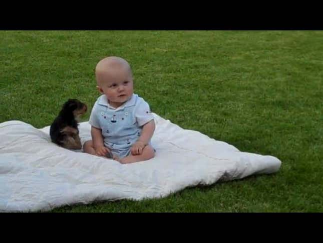 Adorable Baby Attacked By Adorable Teacup Yorkie In Most Adorable Fight Ever
