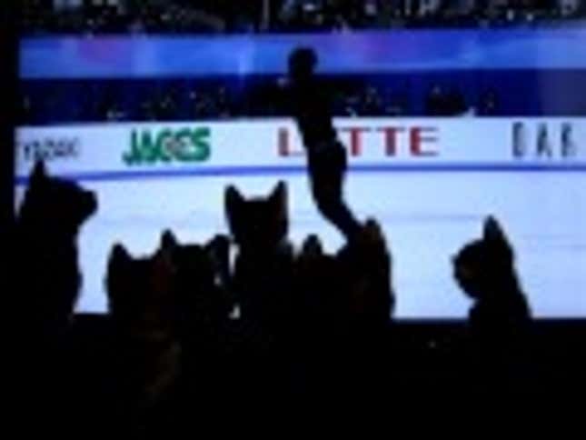Group Of Kittens Completely Entranced By Ice Skater