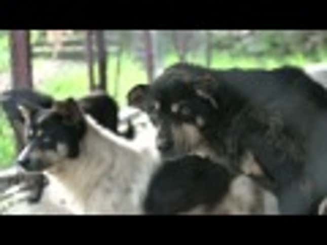 Ke$ha's Interests Now Include Beards, Glitter, And Stray Dogs