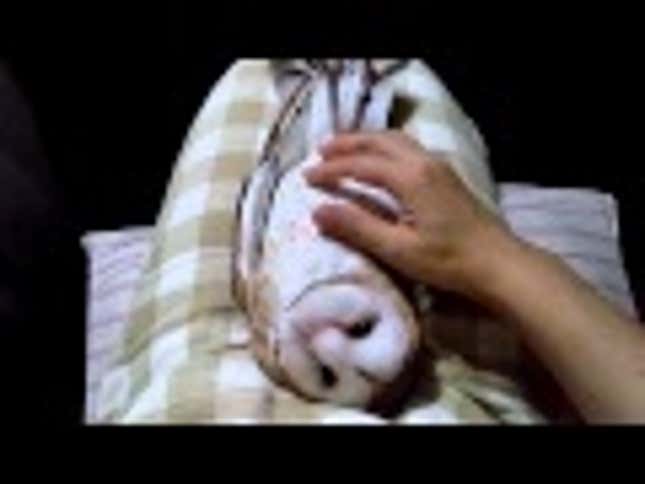 Adorable Owl Bonds With Human Friend