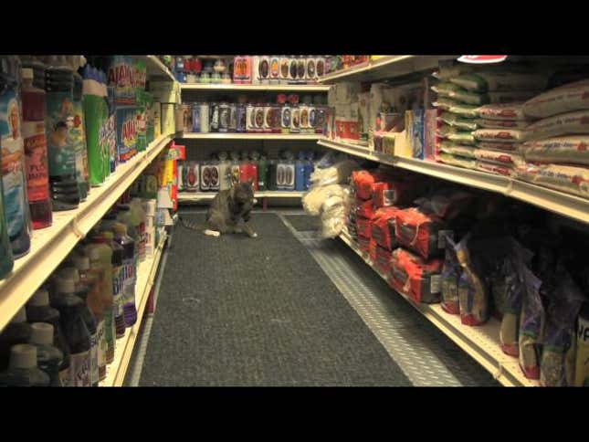 A Faux Nature Documentary About NYC Bodega Cats