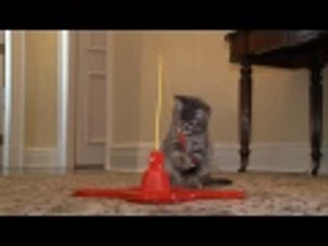 Canadian Prime Minister Adopts Adorable Kitten