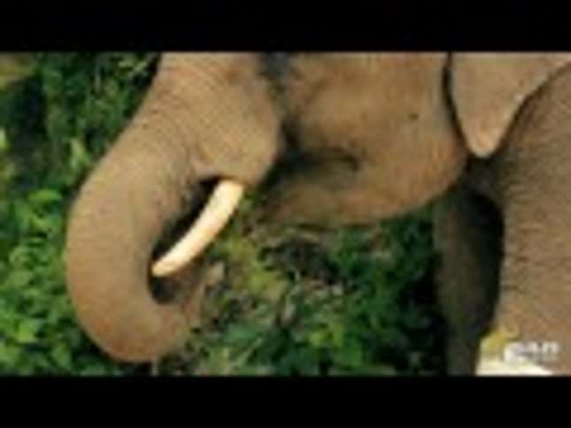 Adorable Orphaned Elephant Receives Prosthetic Foot