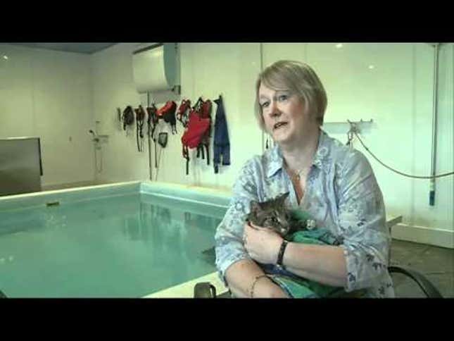 Swimming Therapy Helps Paralyzed Cat