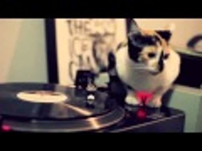 DJ Cat Takes House Music By Storm