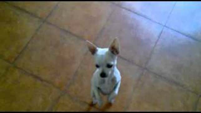 Chihuahua Has Mastered The Art of Flamenco