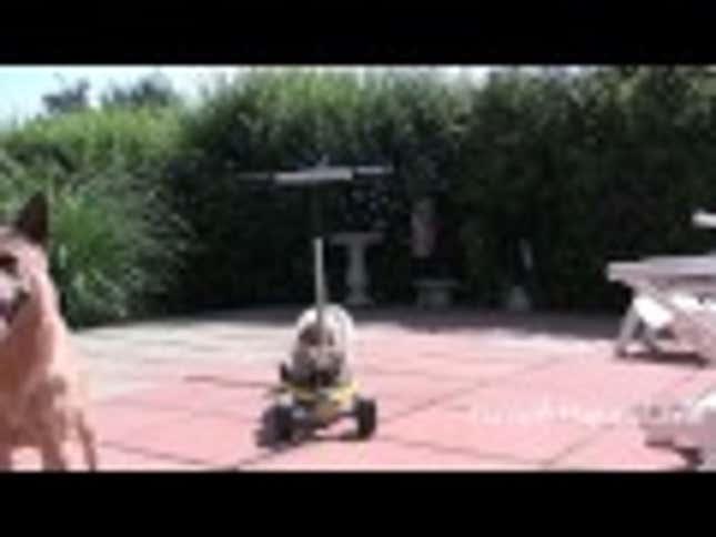 Dog Pushes Cat On A Scooter