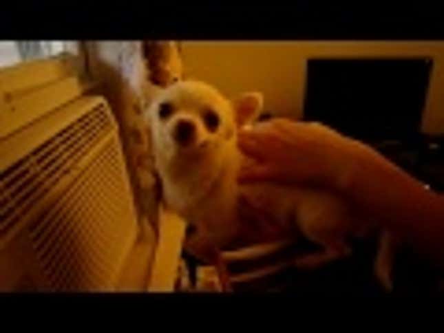 Adorable Chihuahua Adorably Tries To Swim In Air Conditioning