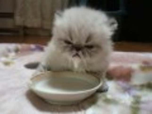 Teeny Tiny Kitty Has Teeny Tiny Milk Moustache