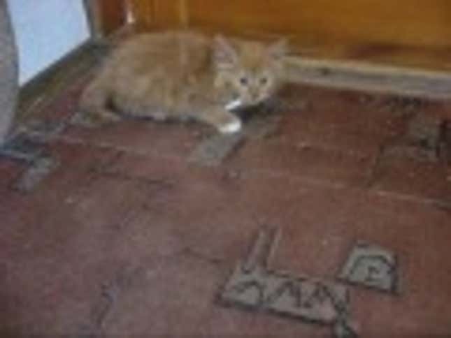 Cigarette Kitten Is The New Smoking Baby