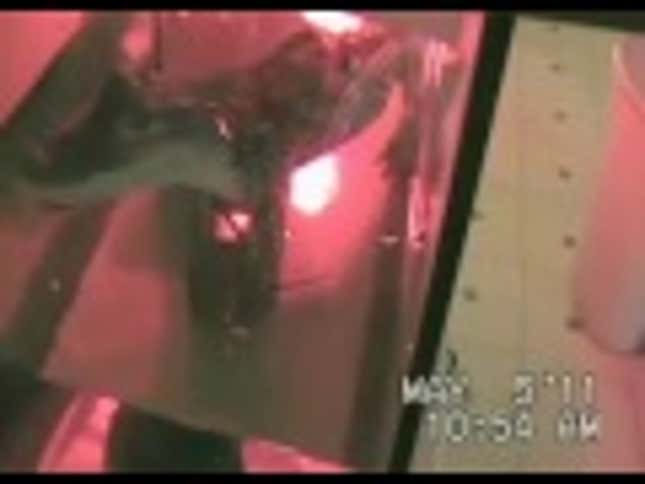 Man Keeps Illegal Pet Alligator To Attract The Ladies