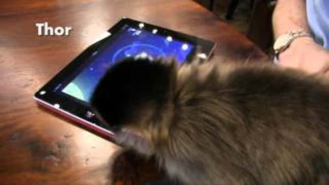 Two Monkeys Play <em>Angry Birds Space</em>—and One of Them Gets Three Stars
