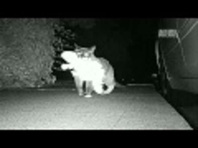 Klepto Cat Gets Caught On Tape