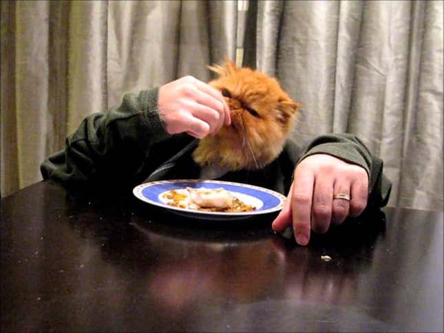 The Weirdest Cat Video You Will See Today