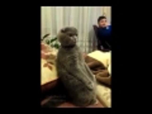 A Cat. Watching <em>Star Wars</em>.