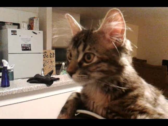 Headcrab? No, Headcat.