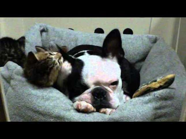 Kitten Nibbles On Dog's Ear; Dog Responds Inappropriately