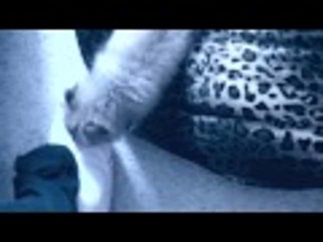 Snooki's Cat Is A Jerk