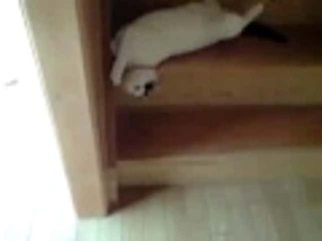 Cute Cat Doubles As A Slinky