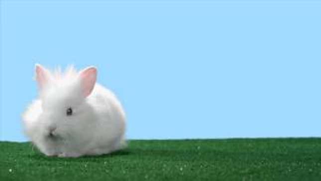 Adorable Bunny Heralds the Return of a Sega Classic