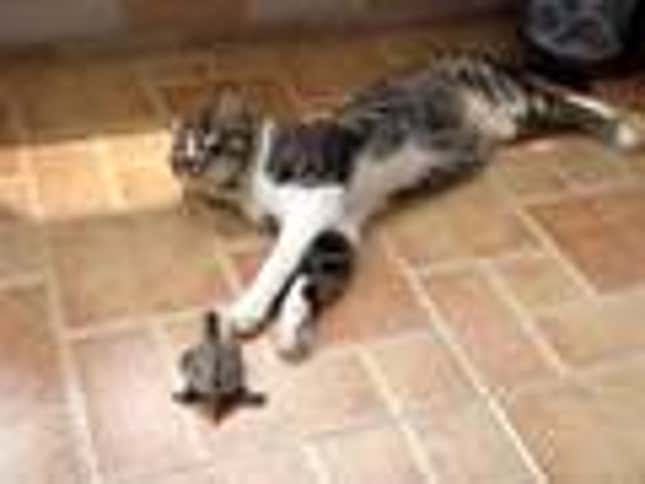 Cat Rejects Turtle's Offer Of Friendship