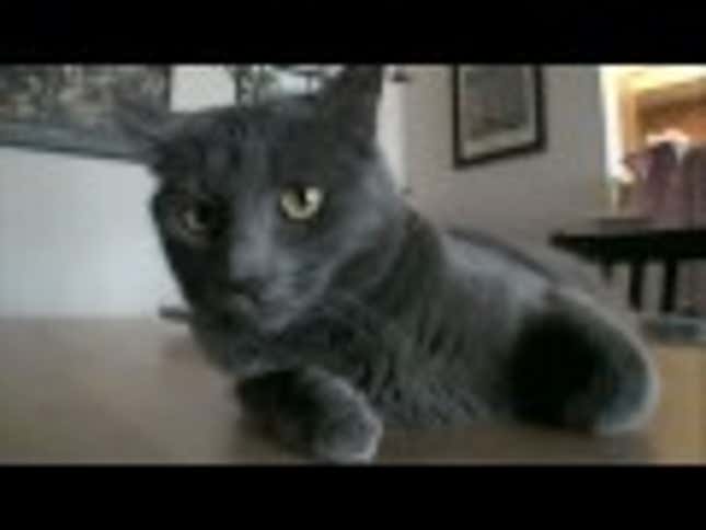 Magic Cat Adorably Coaxes Lightning From Carpet