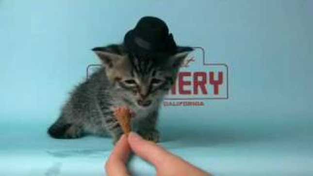 Tiny Kitten Wears Tiny Hat, Eats Tiny Ice Cream Cone