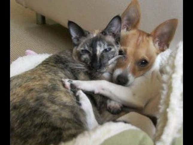 Video: Puppy & Cat Fall In Love