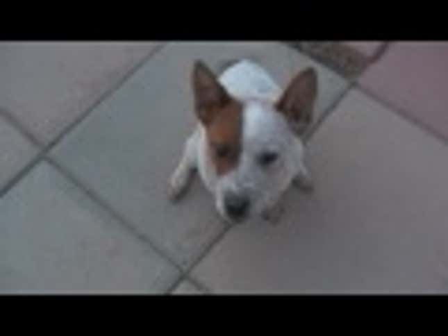 Dog Has Amusing Reaction To Fart Machine