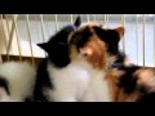 Video: Cute Kittens French Kissing