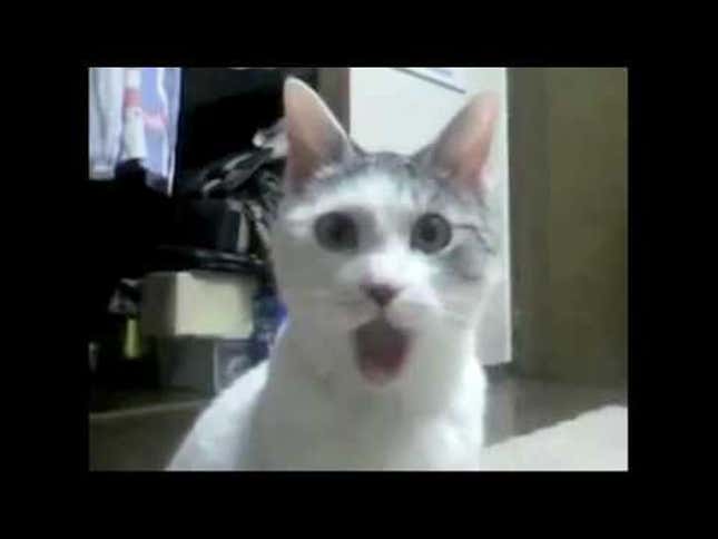 Cat Expert Reveals Disturbing Truth Behind "OMG Cat"